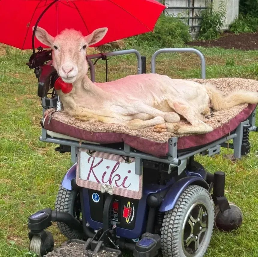 Kiki resting under a red umbrella, with her red bell collar