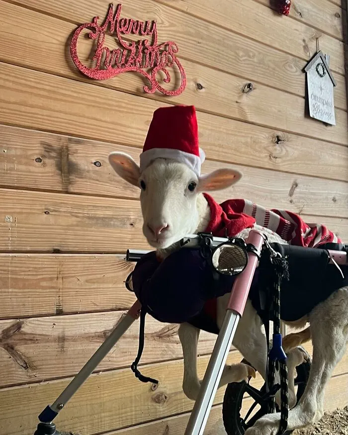Kiki wearing a red Christmas hat in the barn