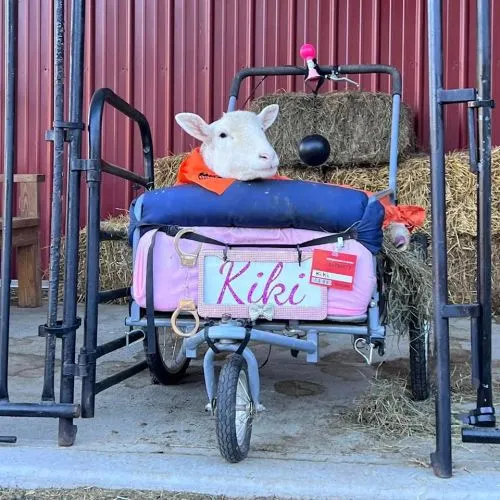 Kiki sitting in her pink lambo wheelchair near hay bales
